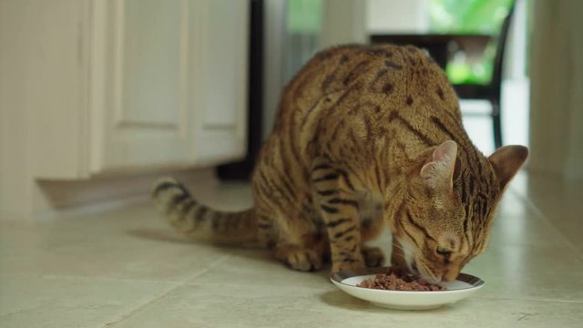 4K Bengal cat eating canned food from a small plate