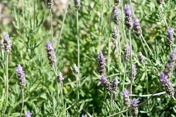 Lavender flower
