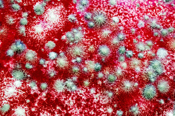 Fungus on a jelly background