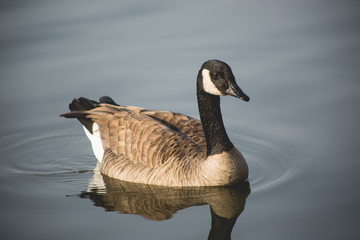 Fototapeta premium geese, canadian geese, goose, bird, feathers, wildlife, lake, water, missouri, nature, avian, wings, float, winter