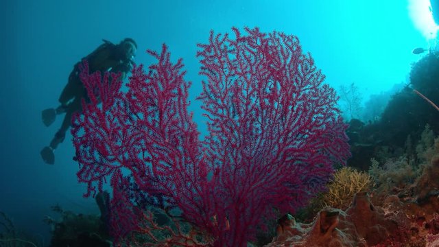 A diver dives in a colorful coral reef, WAKATOBI, Indonesia, NOV 2107, slow motion, RED 5Kws 21: 9