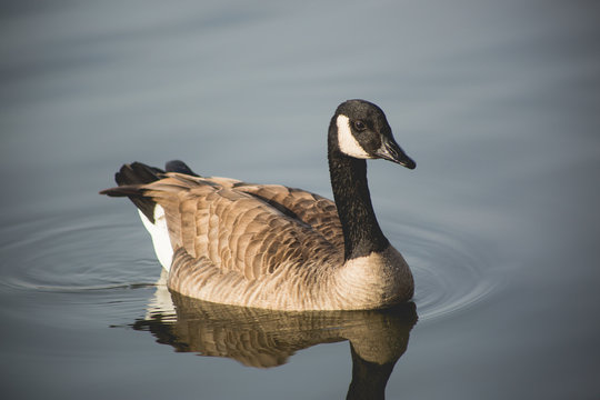geese, canadian geese, goose, bird, feathers, wildlife, lake, water, missouri, nature, avian, wings, float, winter