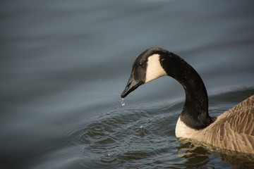 geese, canadian geese, goose, bird, feathers, wildlife, lake, water, missouri, nature, avian, wings, float, winter