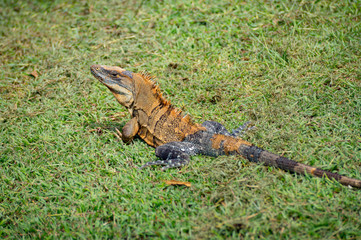 Iguana on grass in Costa Rica
