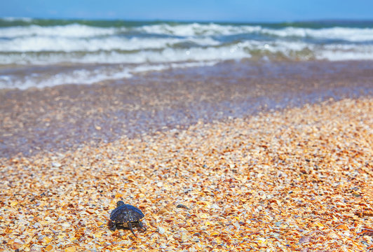 turtle on the sunny beach