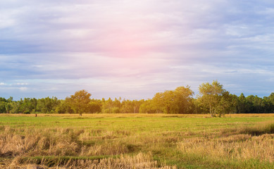 Obraz premium view cornfield on the atmosphere of the field Harvested