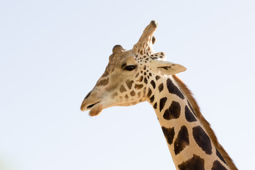 Giraffe head close up shot