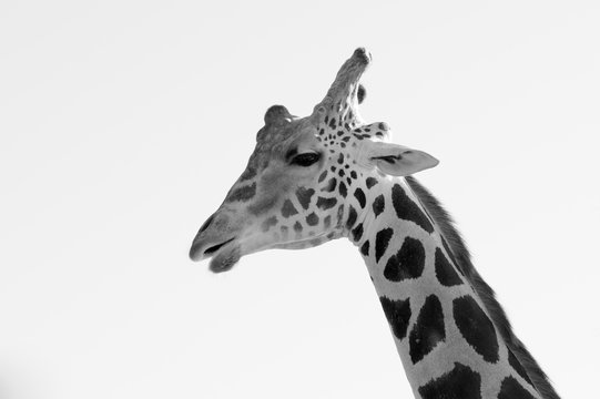 Close up image of a giraffe black and white 