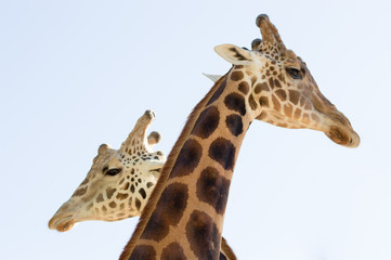Two giraffes crossing long necks