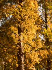 Obraz premium メタセコイヤの黄葉 水元公園