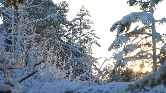 Forest in snow near the Espoo. Finland.