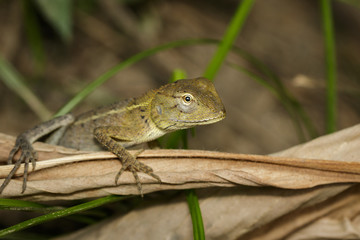 Naklejka na ściany i meble Image of chameleon on a brown leaf. Reptile. Animal