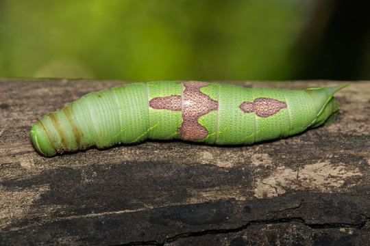 Image of green caterpillar on brown dry timber. Insect. Animal