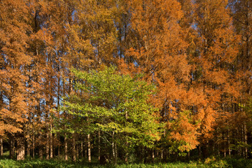 メタセコイヤの黄葉　水元公園