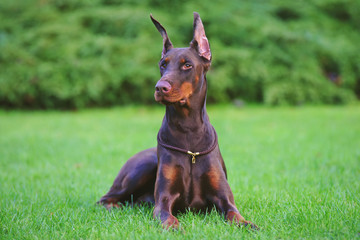 Obedient brown Doberman dog with cropped ears lying outdoors on a cut green grass in a city park