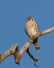 Obraz premium American Kestrel