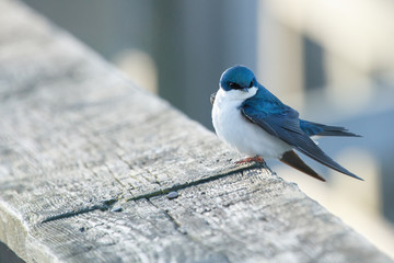 Tree Swallow