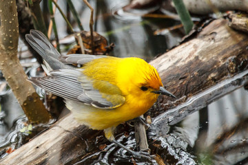 Prothonotary warbler