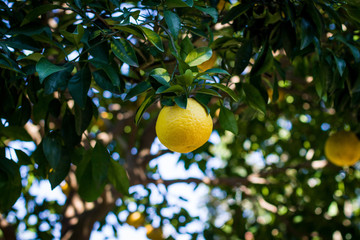 Oranges in the garden are leaves and bokeh is background, health and cuisine concept.