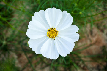 Top view of white cosmos flower , lovely and bright in winter's wind.