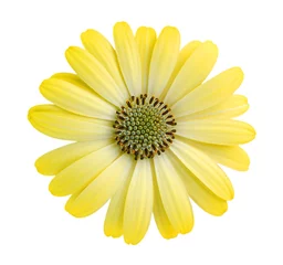 Keuken spatwand met foto Close-up yellow daisy flower isolated on white background © ImagesMy