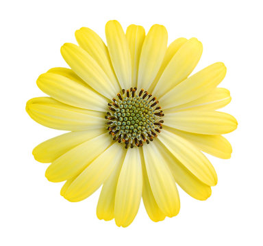Close-up yellow daisy flower isolated on white background