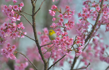 Wild Himalayan Cherry with Oriental White-eye, Yellow bird enjoy with  Wild Himalayan Cherry  background