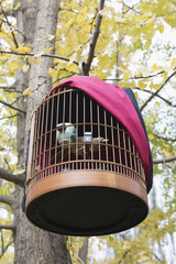 A birdcage hanging in a gingko tree, a blackbird in a cage