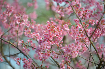 Wild Himalayan Cherry  background