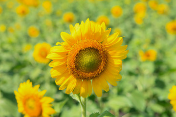 Fototapeta premium beauty of flower