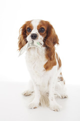 Dollar bill illustration. Dog with dollar bill illustrate animal costs. Spaniel dog with money. Pure bred cavalier king charles spaniel trained dog love to work. Bill.