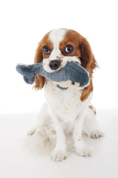 Dolphin toy with dog. .Cavalier king charles spaniel dog photo. Beautiful cute cavalier puppy dog on isolated white studio background. Trained pet photos for every concept.