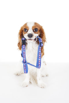 Pet harness with dog. Avoid puppy lost accidents. Beautiful friendly cavalier king charles spaniel dog. Purebred canine trained dog puppy. Blenheim spaniel dog puppy with pet harness. Cute harness,.