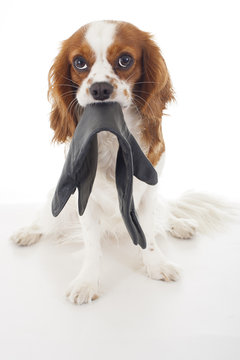 Guilty dog. Cavalier king charles spaniel dog photo. Beautiful cute cavalier puppy dog on isolated white studio background. Trained pet photos for every concept.
