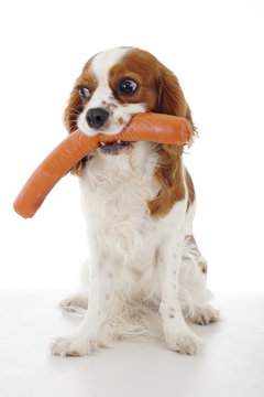 Dog with meat treat treats. Sausages. Dog food with cavalier king charles spaniel. Trained pet photo. Animal dog training with food. Cute Spaniel photo for every concept. Hungry dog illustration on