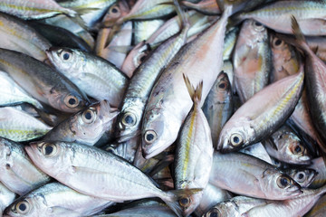fresh fish for food preparation