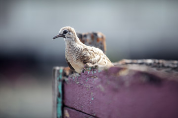 close up of dove on wooden edge
