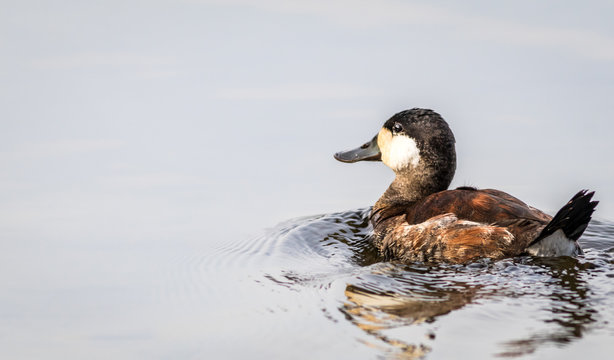 Ruddy Duck (Oxyura jamaicensis) male swims in calm reflective mirror-like water on a fall afternoon