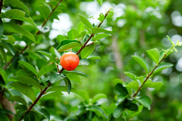 Acerola or Barbados or West indian cherry. Red fruits are on the tree.