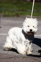  West Highland White Terrier dog