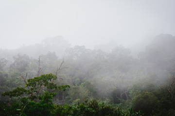 Misty rainforest with steam and moisture.