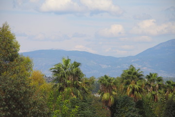 Fototapeta na wymiar palm trees on a background of a mountain