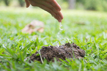 Hand watering young baby small little plants growing in soil with natural green grass yard background.