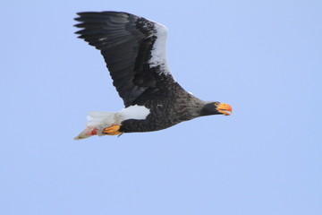 オオワシ　Steller's sea eagle