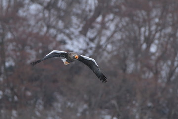 オオワシ　Steller's sea eagle