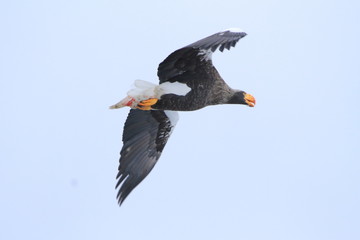 オオワシ　Steller's sea eagle