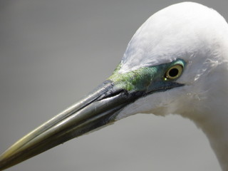 ダイサギ（夏色）のアップ　Great Egret	