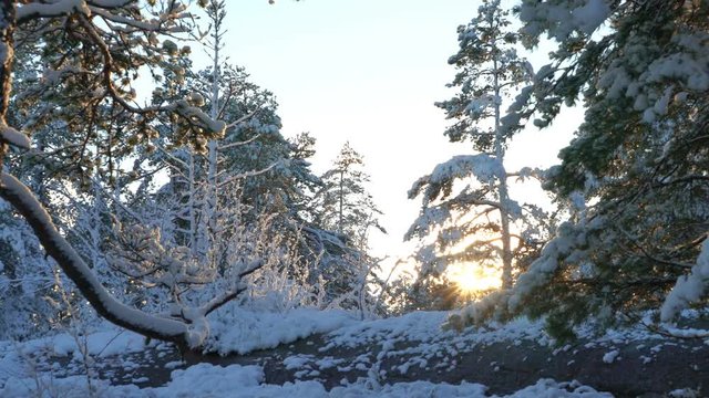Forest in snow near the Espoo. Finland.