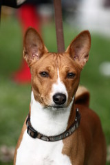  basenji breed with short hair of red and white color