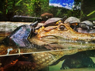 tortuga montando caiman
